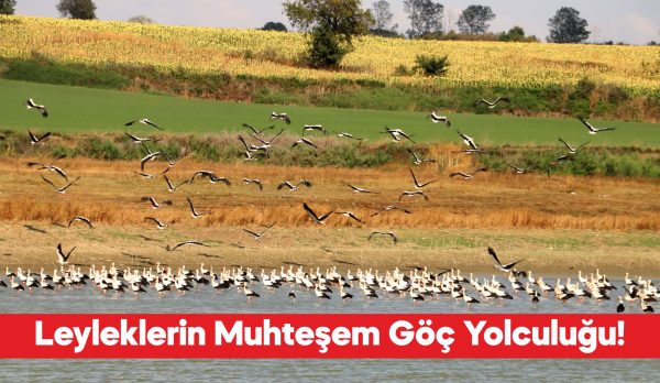 Sonbaharın yaklaşmasıyla güney yarım küreye göç etmeye başlayan leylekler, Tekirdağ