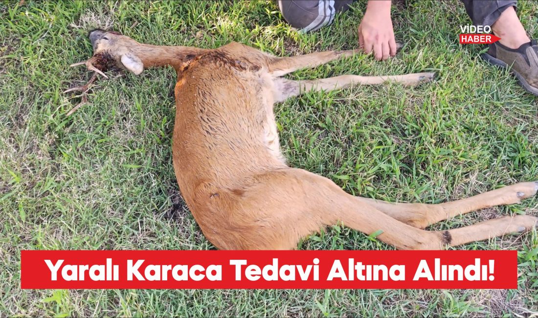 Kırklareli'nde ormanlık alanda yaralı halde bulunan karaca tedavi altına alındı.