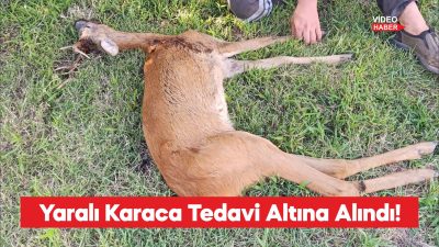 Kırklareli'nde ormanlık alanda yaralı halde bulunan karaca tedavi altına alındı.