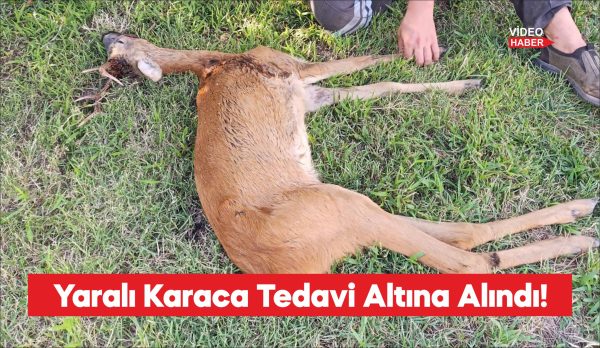 Kırklareli'nde ormanlık alanda yaralı halde bulunan karaca tedavi altına alındı.