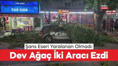 Edirne'de üzerine ağaç devrilen otomobil ve minibüs hasar gördü.