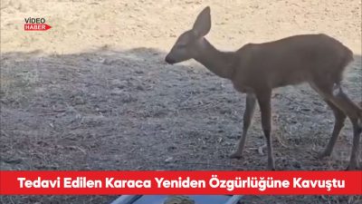 Orman yangınından kurtarılan karaca tedavisinin ardından doğaya bırakıldı
