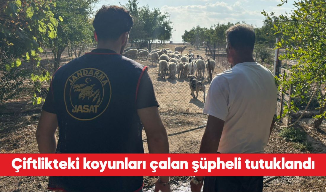 Tekirdağ'ın Çorlu ilçesinde çiftlikten çalınan çok sayıda koyun jandarma ekiplerince