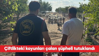 Tekirdağ'ın Çorlu ilçesinde çiftlikten çalınan çok sayıda koyun jandarma ekiplerince