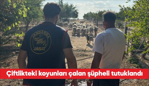 Tekirdağ'ın Çorlu ilçesinde çiftlikten çalınan çok sayıda koyun jandarma ekiplerince