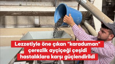 Trakya Tarımsal Araştırma Enstitüsünde yapılan geliştirme çalışmalarıyla bölgede “karaduman” adıyla