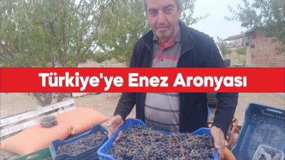 Enez'den yurdun her yerine kargoyla aronya gönderiliyor.