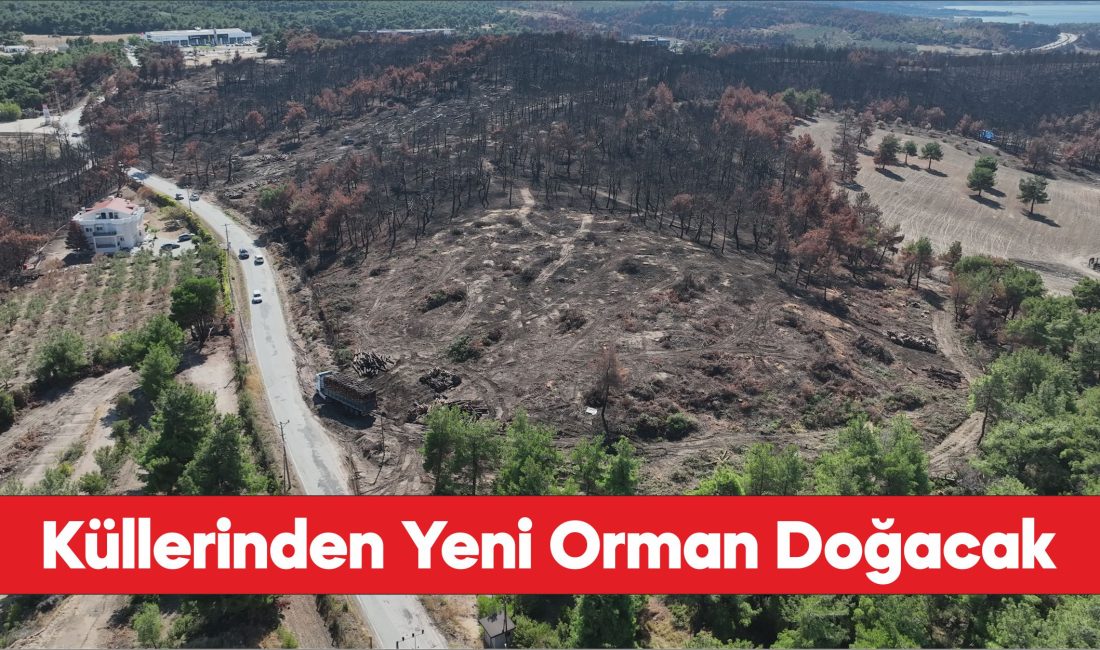 Çanakkale'de yangınlardan zarar gören alanlar yeniden ormana dönüşecek.