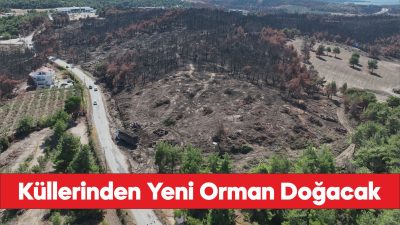 Çanakkale'de yangınlardan zarar gören alanlar yeniden ormana dönüşecek.