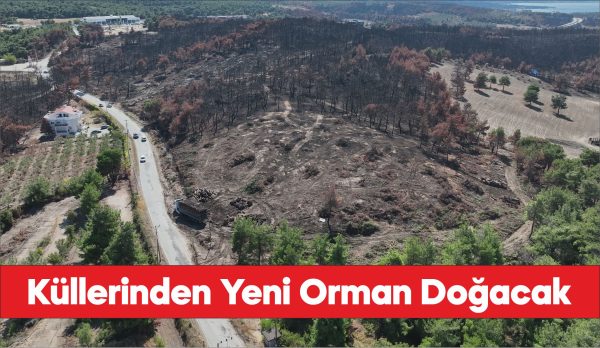 Çanakkale'de yangınlardan zarar gören alanlar yeniden ormana dönüşecek.
