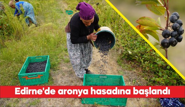 Üreticiler, "süper meyve" olarak bilinen, yüksek antioksidan değeriyle öne çıkan