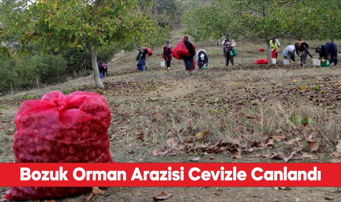 Tekirdağ'da bozuk orman arazisinde yetiştirilen cevizlerin hasadı başladı.