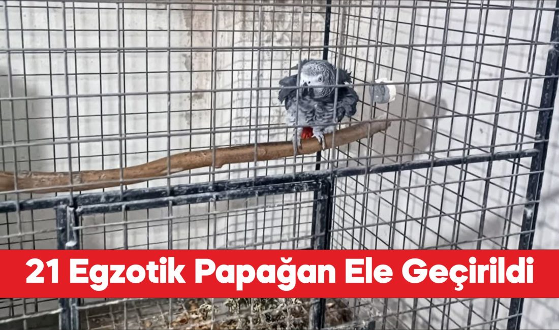 Tekirdağ'da yasa dışı yollarla yurda sokulan 21 papağan ele geçirildi