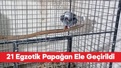 Tekirdağ'da yasa dışı yollarla yurda sokulan 21 papağan ele geçirildi