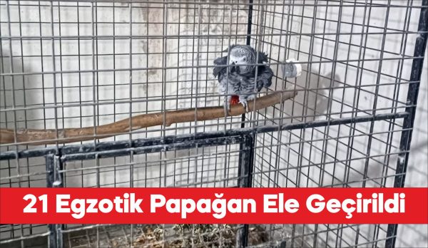 Tekirdağ'da yasa dışı yollarla yurda sokulan 21 papağan ele geçirildi