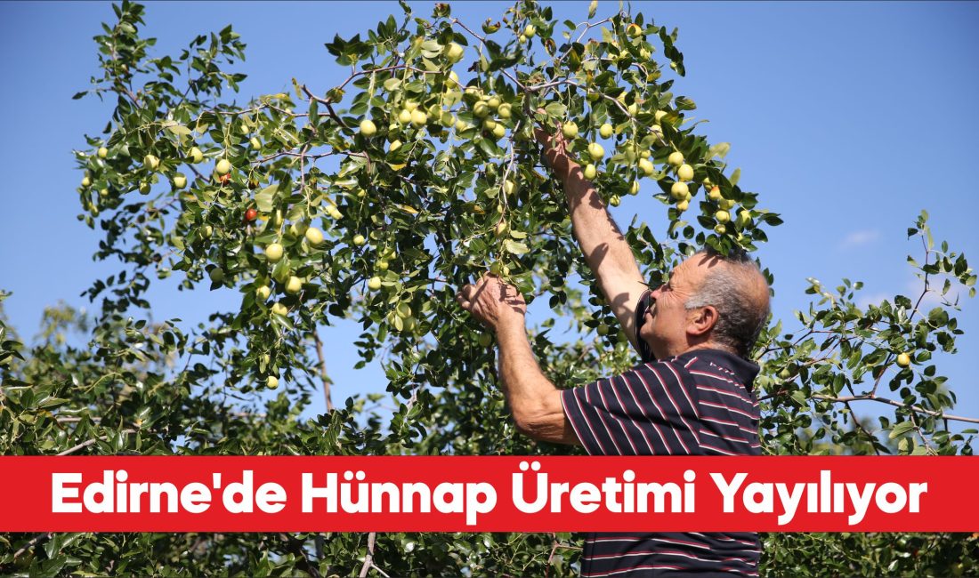 Edirne'de çiftçiler küçük arazilerini yüksek gelirli hünnap üretimiyle değerlendiriyor