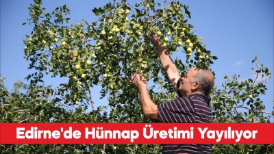 Edirne'de çiftçiler küçük arazilerini yüksek gelirli hünnap üretimiyle değerlendiriyor