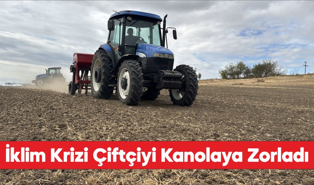 Edirne'de ayçiçeğinden istediği verimi alamayan çok sayıda üretici kanolaya yöneldi.