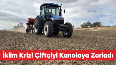 Edirne'de ayçiçeğinden istediği verimi alamayan çok sayıda üretici kanolaya yöneldi.