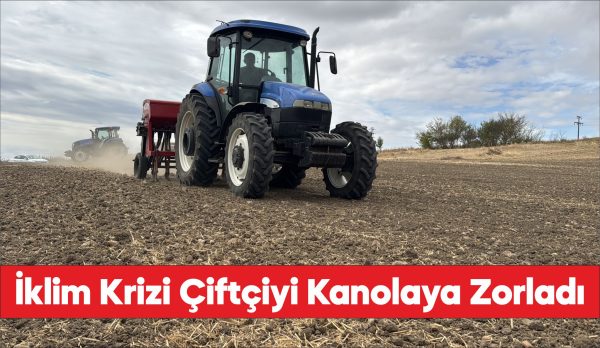 Edirne'de ayçiçeğinden istediği verimi alamayan çok sayıda üretici kanolaya yöneldi.