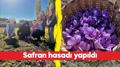 Kırklareli’nin Vize ilçesinde bir süre önce ekimi yapılan safranın hasadı