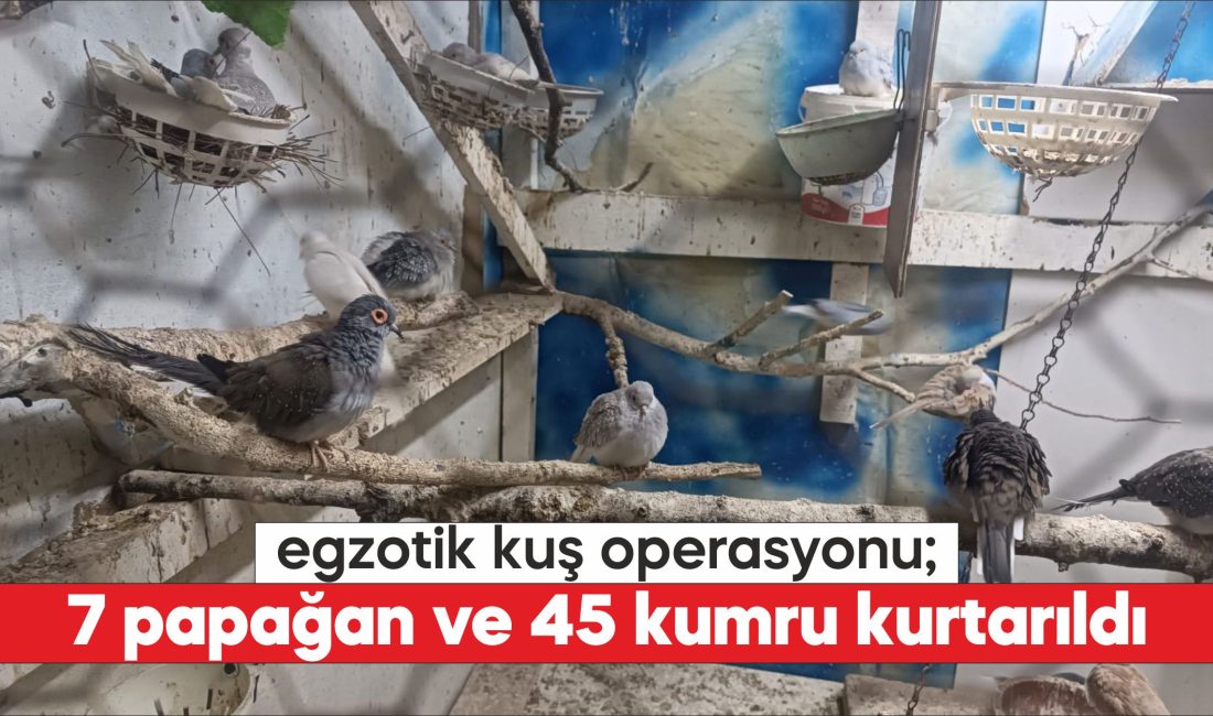 Tekirdağ'da yasa dışı yollarla yurda sokulan 7 papağan ile 45