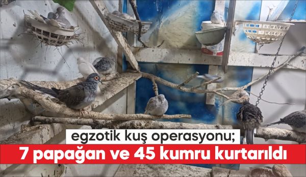 Tekirdağ'da yasa dışı yollarla yurda sokulan 7 papağan ile 45