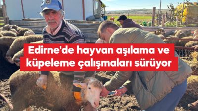 Edirne Tarım ve Orman Müdürlüğü ekiplerinin hayvan aşılama ve küpeleme
