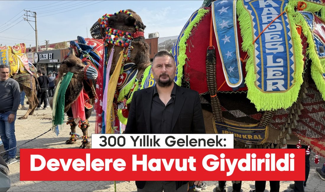 Çan'da yarışacak develere havut giydirildi