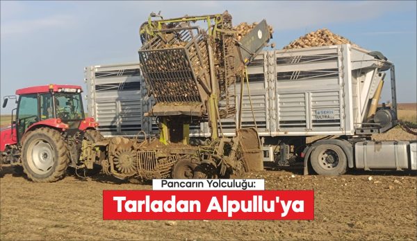 Edirne'de pancar hasadı devam ediyor