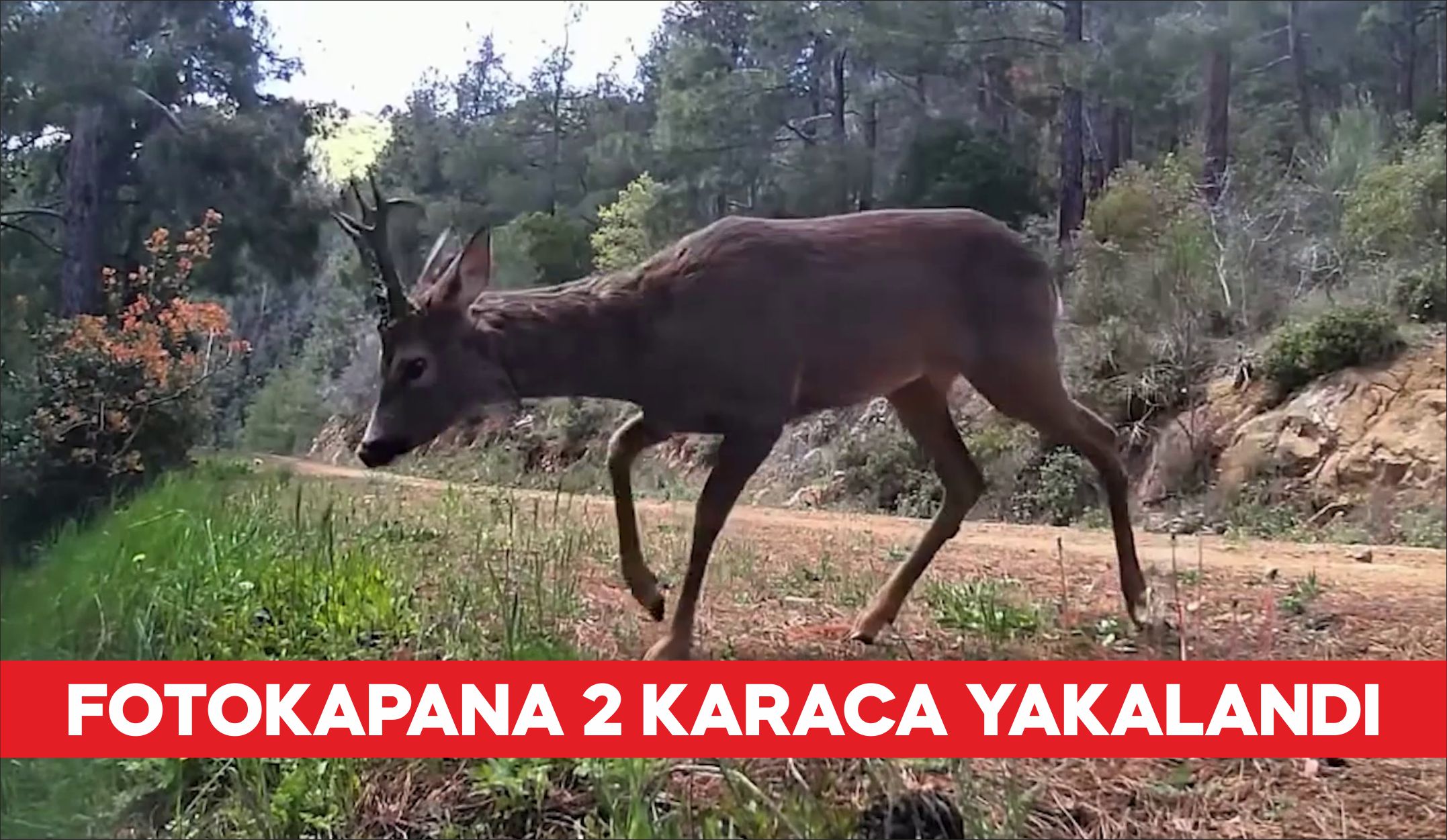 Tekirdağ'da karacalar ormanda fotokapanla görüntülendi.