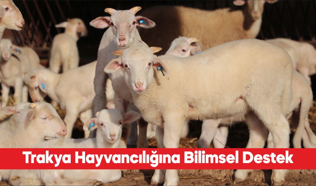 Trakya’da küçükbaş hayvancılıkta genetik kapasiteleri yüksek damızlıkların seçilmesi için bilimsel
