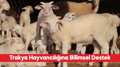 Trakya’da küçükbaş hayvancılıkta genetik kapasiteleri yüksek damızlıkların seçilmesi için bilimsel
