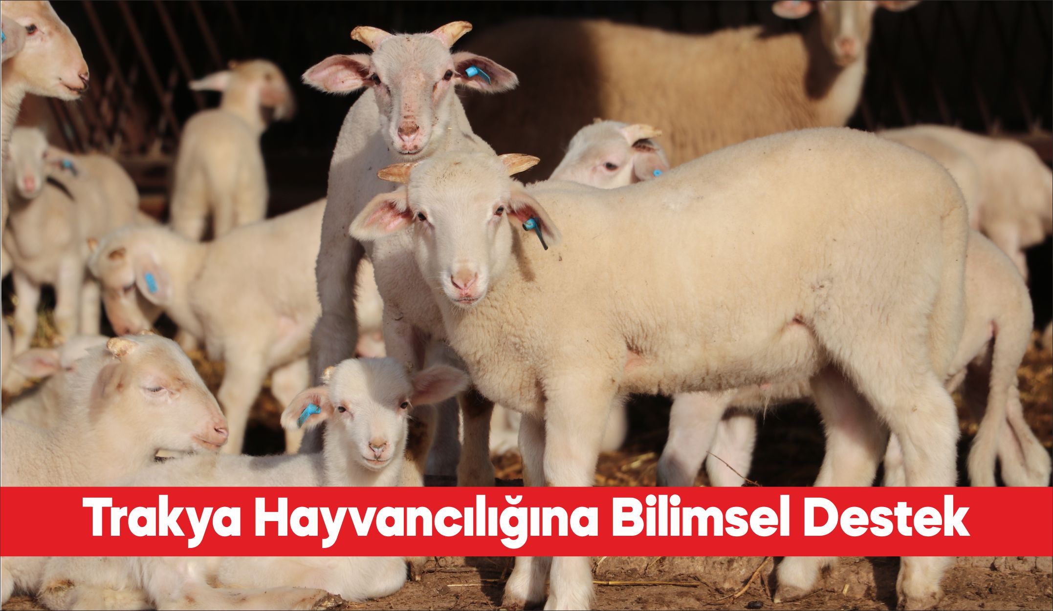 Trakya’da küçükbaş hayvancılıkta genetik kapasiteleri yüksek damızlıkların seçilmesi için bilimsel