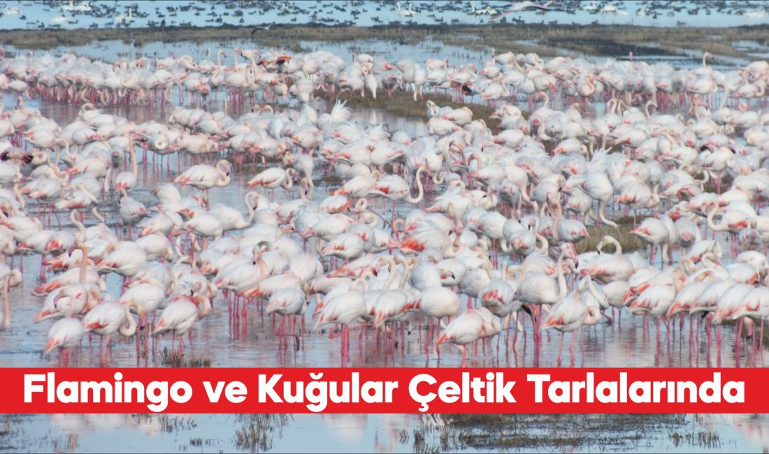 Edirne’nin Enez ilçesinde göçmen kuşlar çeltik tarlalarında besleniyor. Havaların mevsim