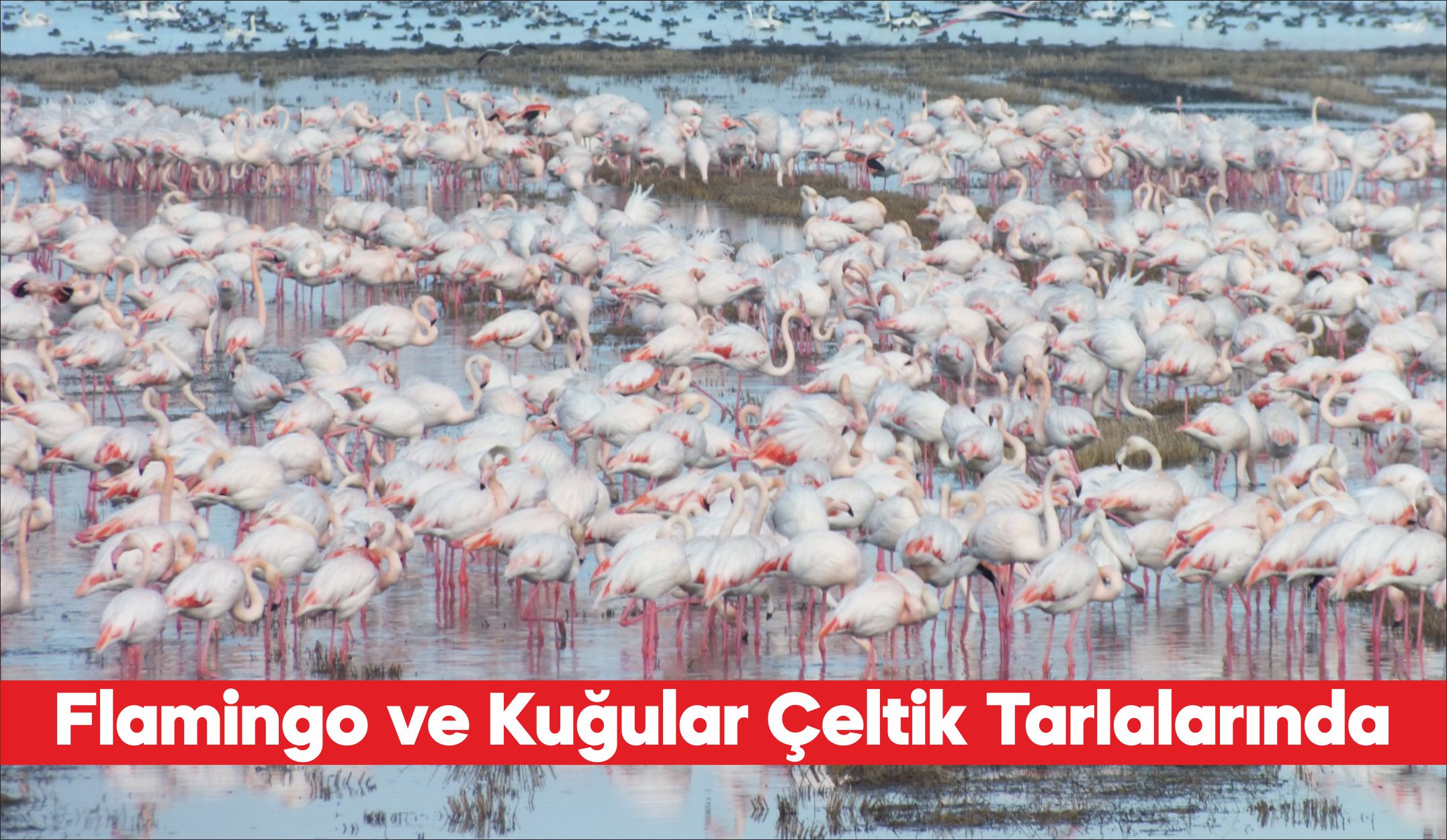 Edirne’nin Enez ilçesinde göçmen kuşlar çeltik tarlalarında besleniyor. Havaların mevsim