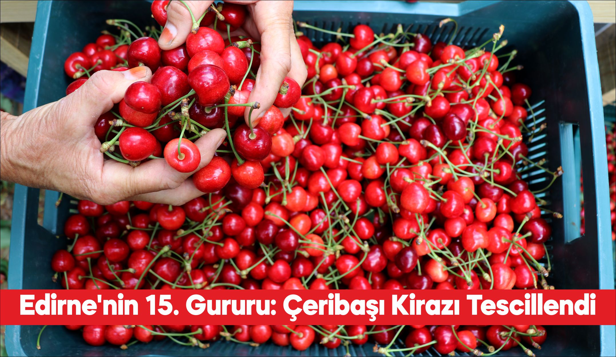 Edirne’de yetiştirilen “Çeribaşı kirazı” Türk Patent ve Marka Kurumu tarafından