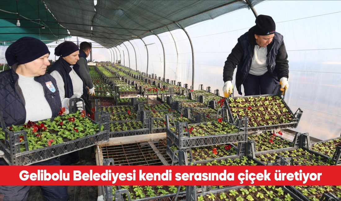 Çanakkale’nin Gelibolu Belediyesi, kent estetiğini güzelleştiren çiçekleri kendi serasında üretiyor.