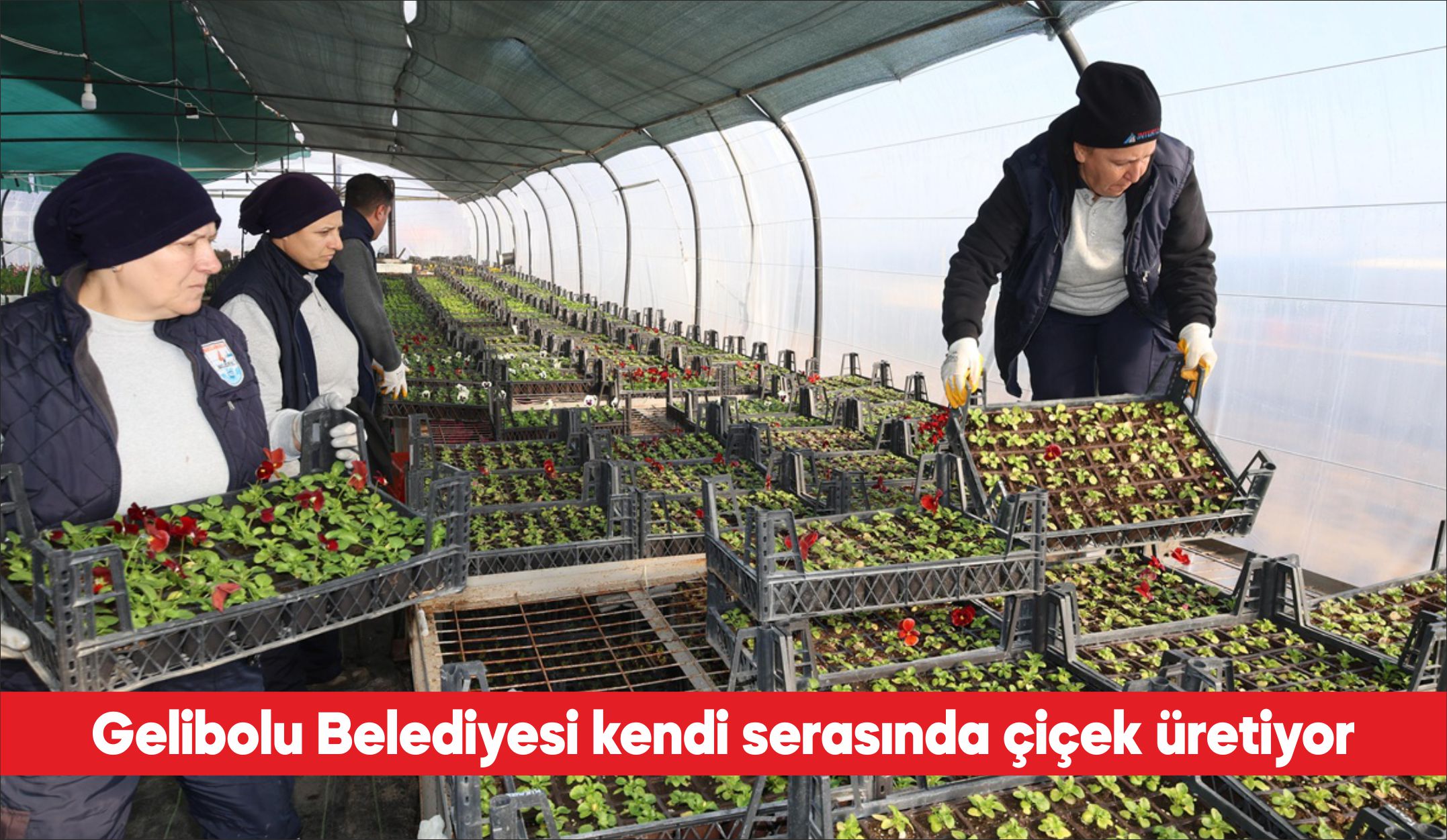 Çanakkale’nin Gelibolu Belediyesi, kent estetiğini güzelleştiren çiçekleri kendi serasında üretiyor.
