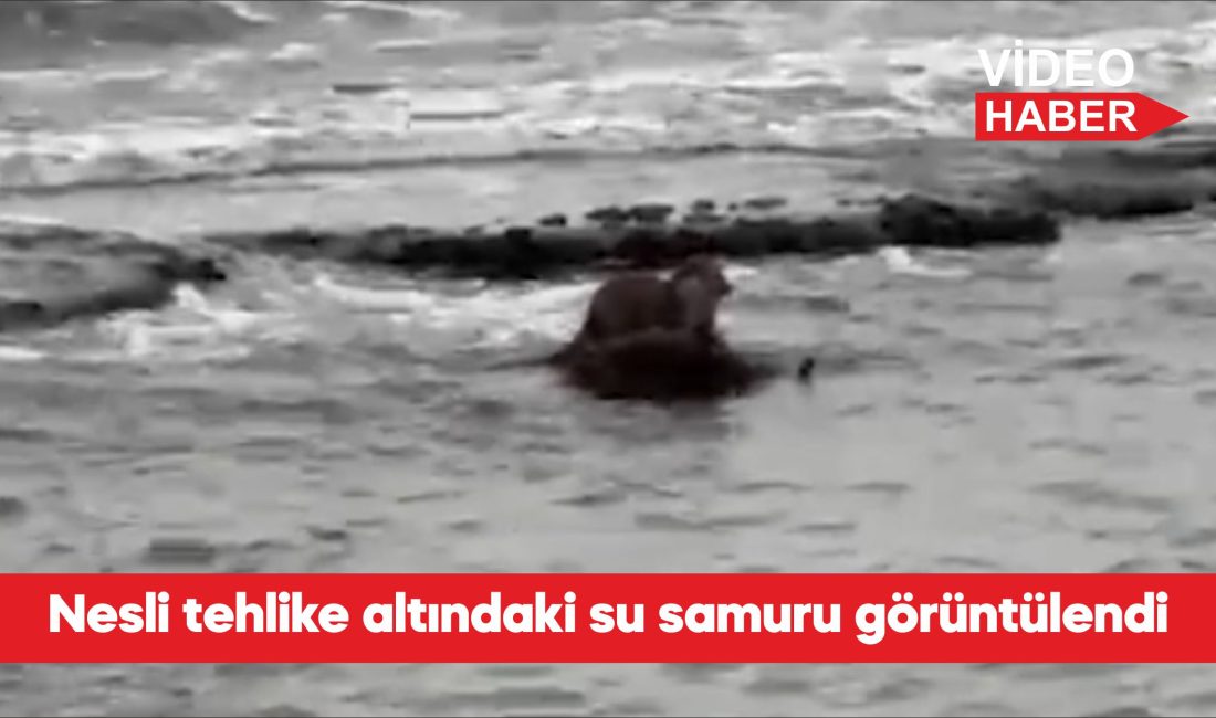 Tekirdağ’da nesli tehlike altında bulunan su samuru cep telefonu kamerasıyla