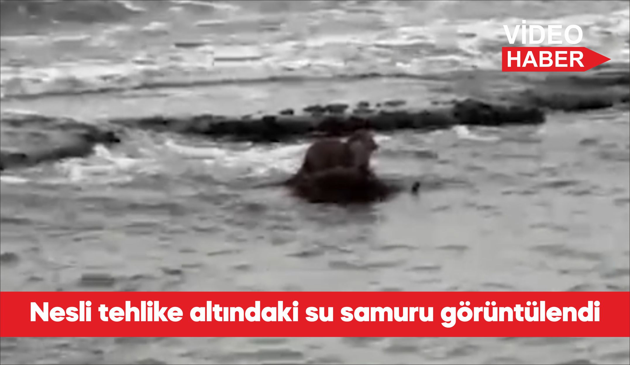 Tekirdağ’da nesli tehlike altında bulunan su samuru cep telefonu kamerasıyla