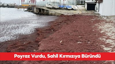 Tekirdağ’da kuvvetli rüzgar nedeniyle sahilin bir kısmında kırmızı yosun birikti.