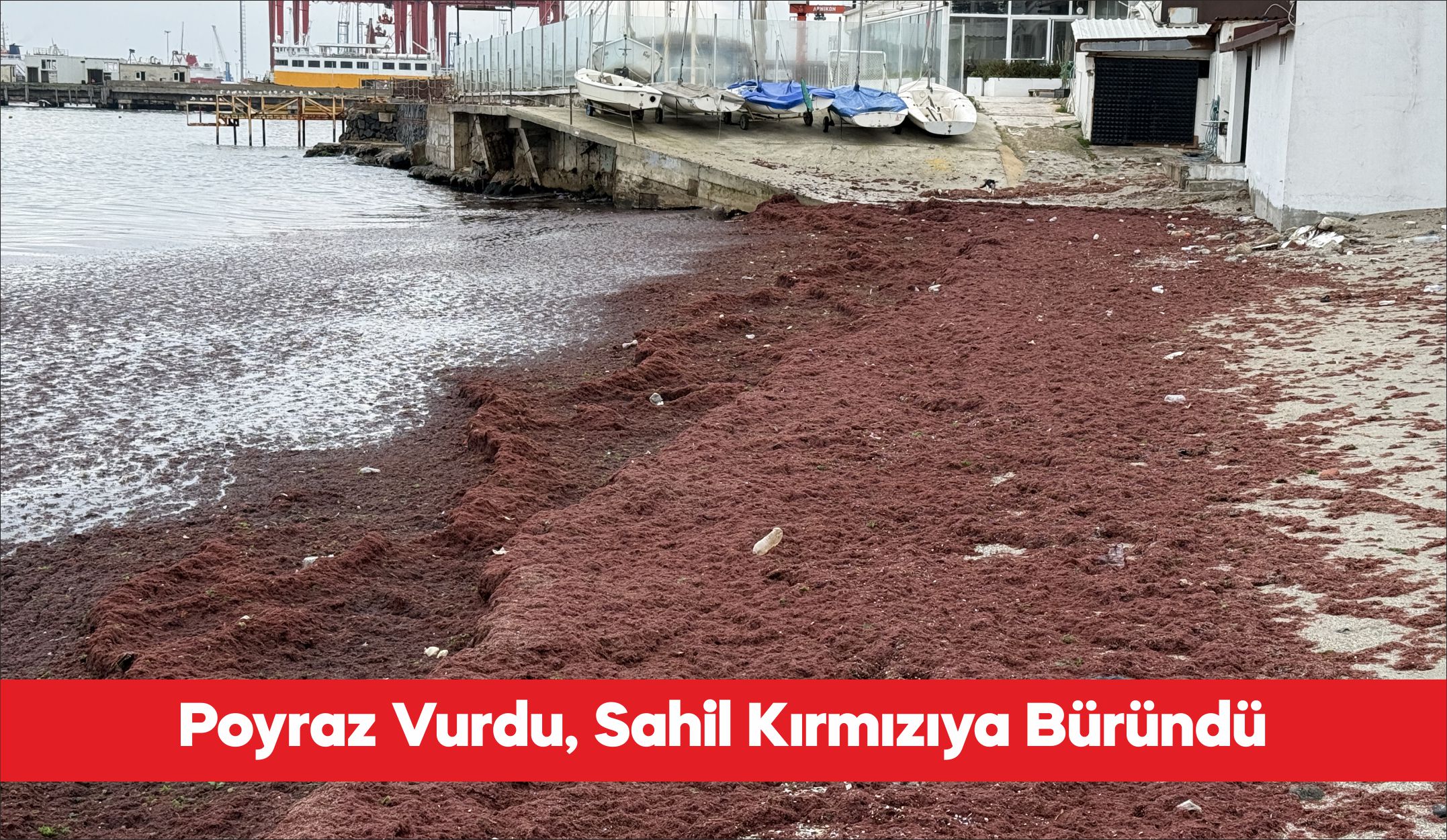 Tekirdağ’da kuvvetli rüzgar nedeniyle sahilin bir kısmında kırmızı yosun birikti.