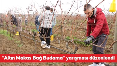 Tekirdağ’da bu yıl ikincisi düzenlenen “Altın Makas Bağ Budama” yarışmasında