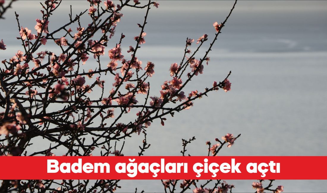 Tekirdağ’da hava sıcaklığının artmasıyla badem ağaçları çiçek açtı. Ağaçların dallarını