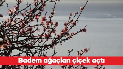 Tekirdağ’da hava sıcaklığının artmasıyla badem ağaçları çiçek açtı. Ağaçların dallarını