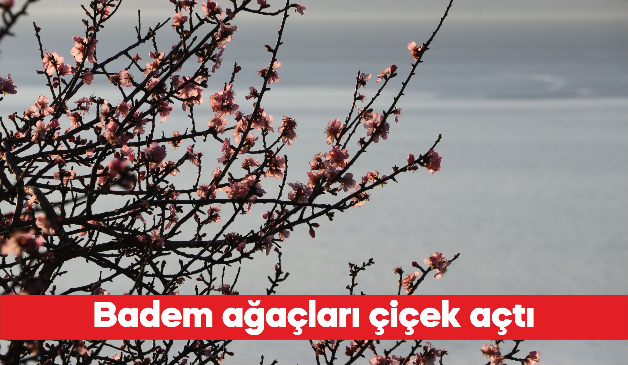 Tekirdağ’da hava sıcaklığının artmasıyla badem ağaçları çiçek açtı. Ağaçların dallarını