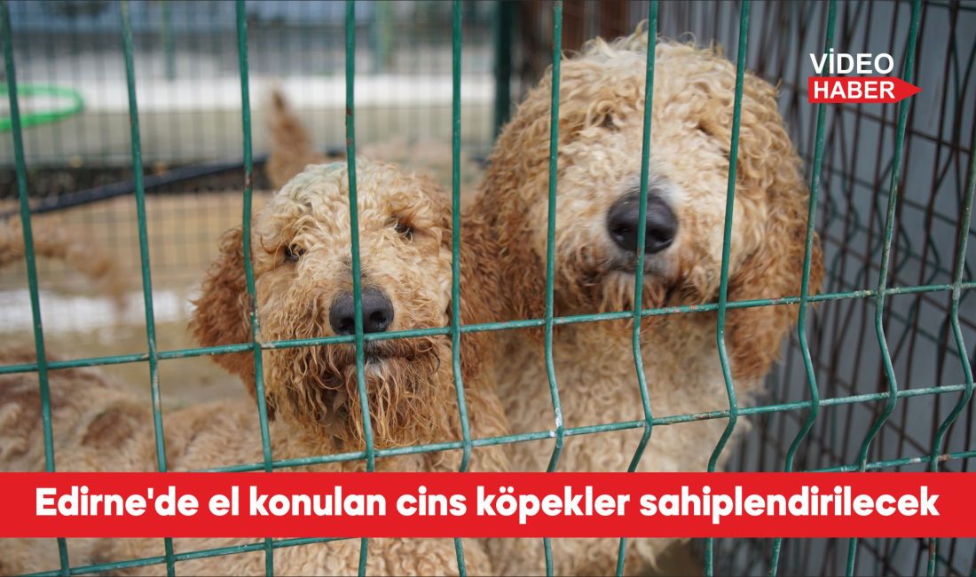 Edirne’de iki hafta önce bir çiftliğe düzenlenen operasyonda izinsiz üretim