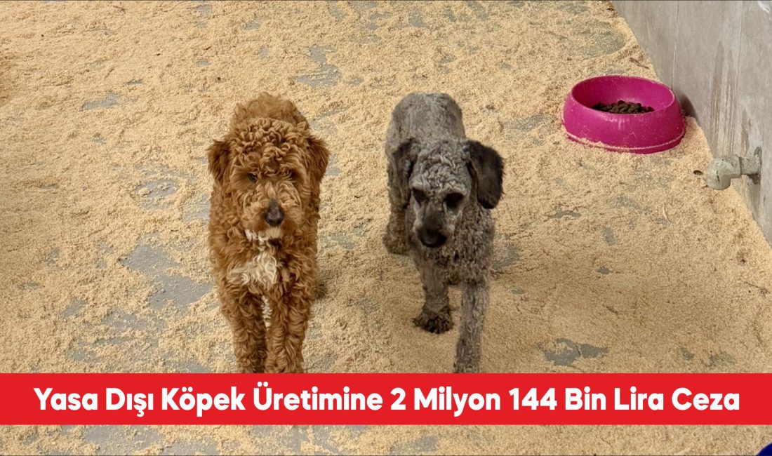 Edirne’nin Lalapaşa ilçesinde yasa dışı köpek üretimi yapan çiftlik sahibine