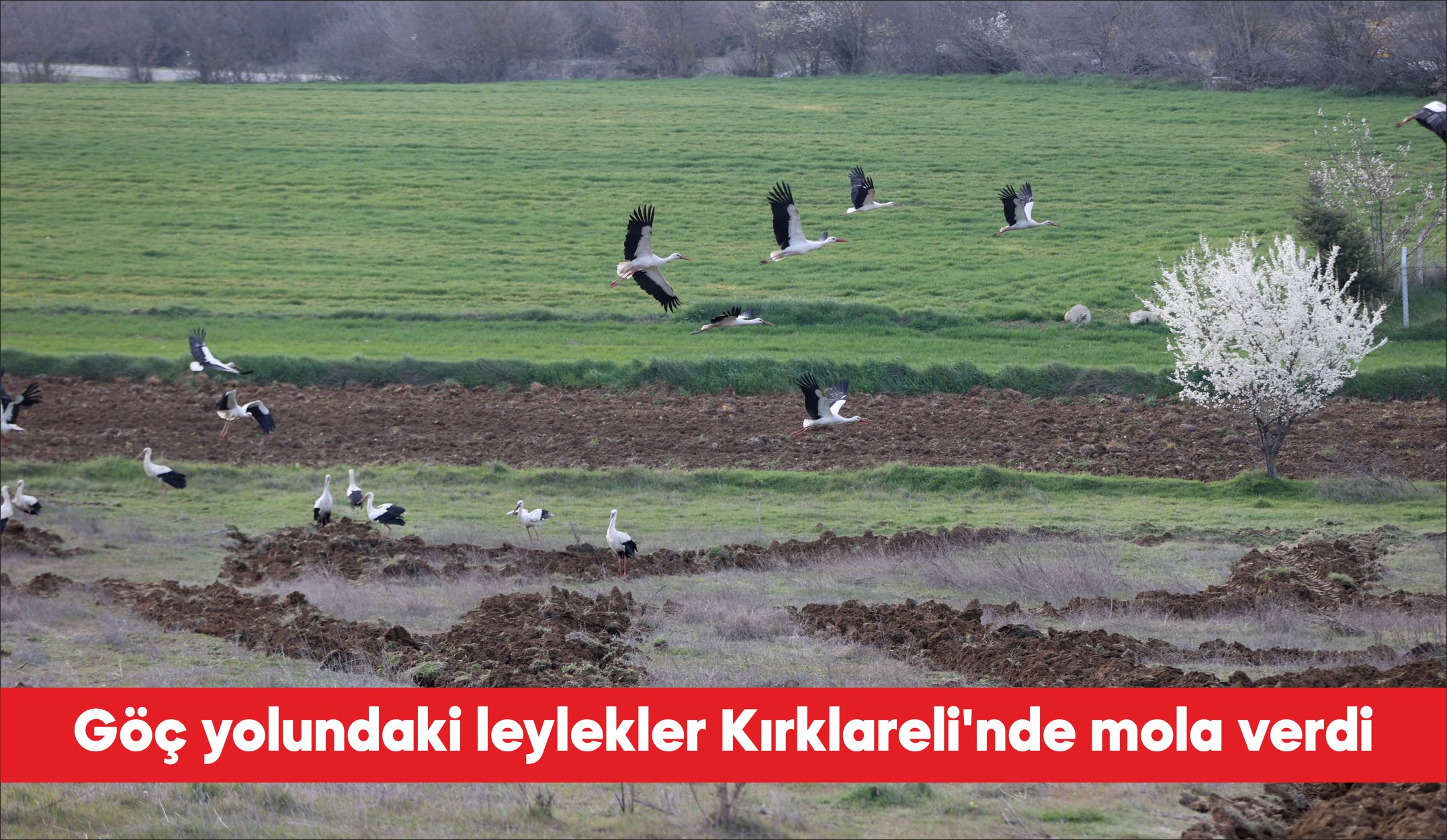 Sıcaklıkların artmasıyla Afrika’dan Avrupa’ya göç eden leylekler, mola verdikleri Kırklareli’nin